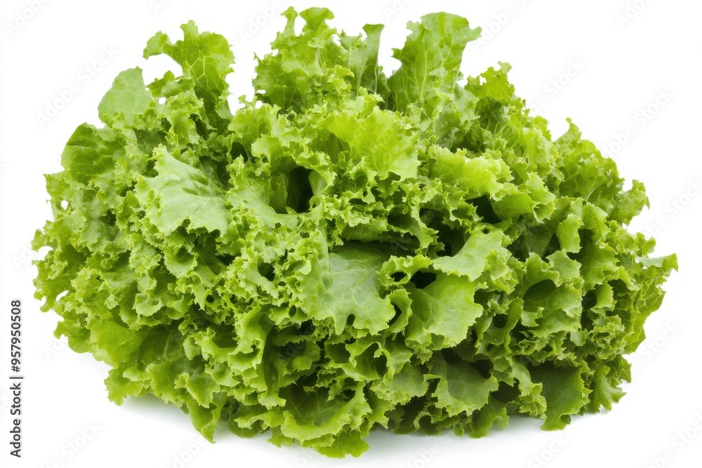 A large, crisp head of fresh green lettuce isolated against a white background. The vibrant gree A large, crisp head of fresh green lettuce isolated against a white background. The vibrant gree