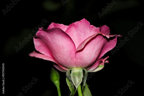 A close-up of a pink rose with its petals partially open