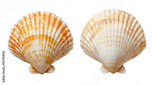 Both sides of a sea shell displayed against a white background, showcasing the intricate patterns and natural beauty of the shell from different angles