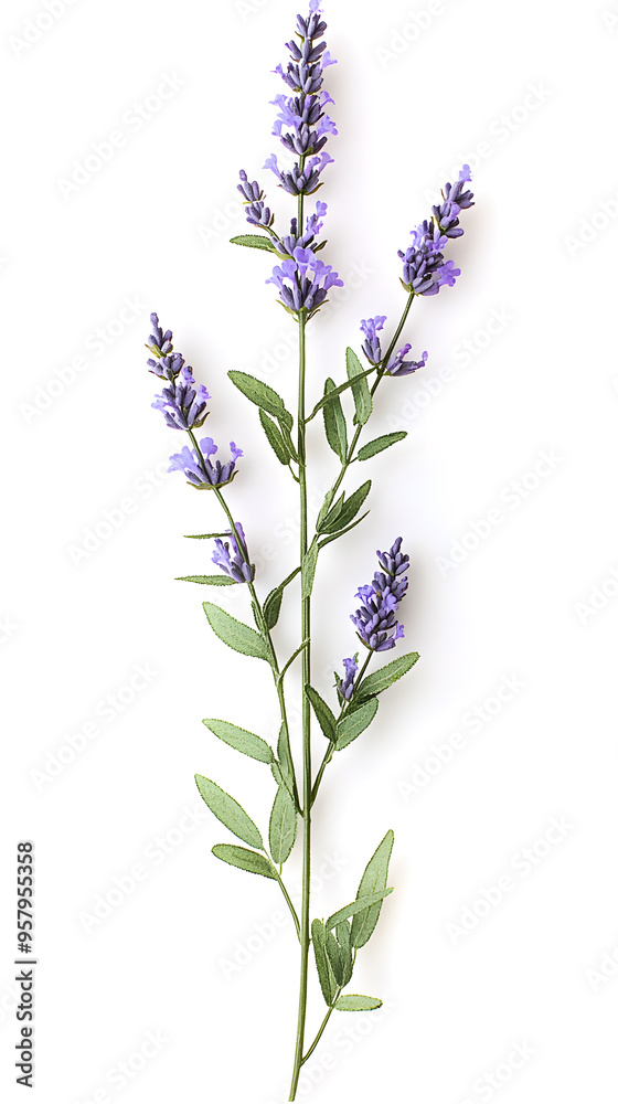 Naklejka premium Lavender flowers isolated on white background. Organic Lavandula herb stems with buds and green leaves
