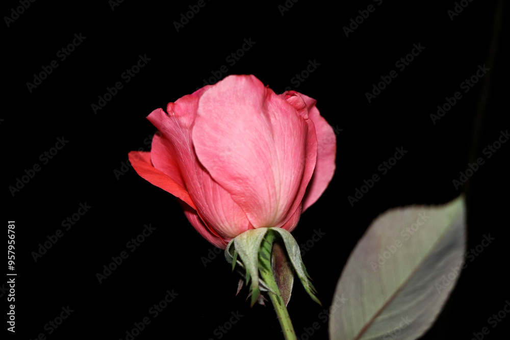 A single pink rose in bloom against a black background A single pink rose in bloom against a black background