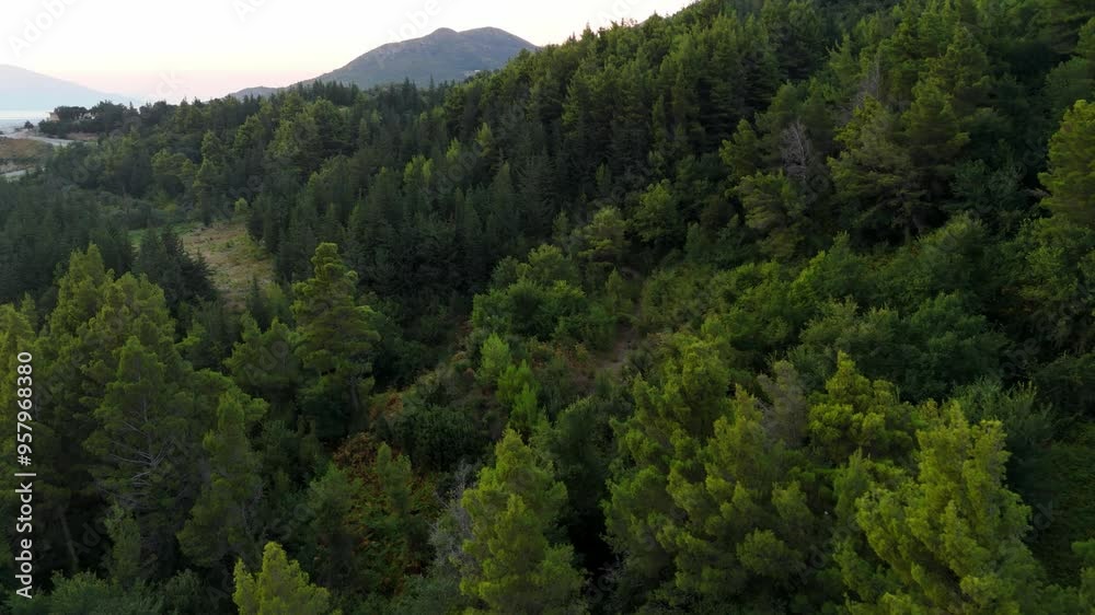 Lush green forest with mountain backdrop at sunset, aerial view Lush green forest with mountain backdrop at sunset, aerial view