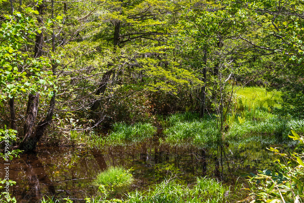 Fototapeta premium 日本の風景・初夏 長野 新緑の上高地