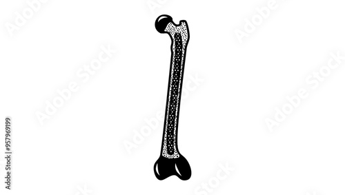 bone marrow, black isolated 
silhouette