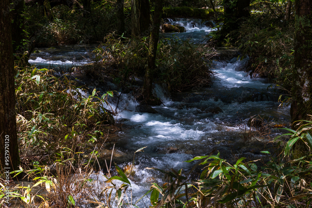 Obraz premium 日本の風景・初夏 長野 新緑の上高地