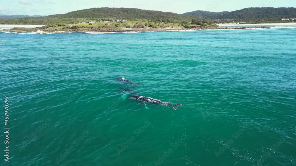 A pod of Humpback Whales rest near a scenic coastal headland beach and mountain range. Static drone view
