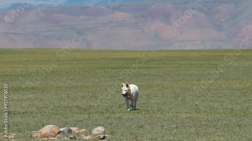 Video of White Swiss Shepherd Dog or Berger Blanc Suisse running through the grass in the steppe in Kosh-Agach intermountain valley Gorny Altai Republic. photo