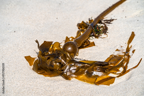 (Nereocystis luetkeana) Bull Kelp Seaweeds Washed up on  Beach, California photo