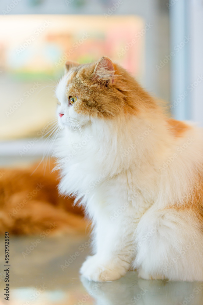 Obraz premium cat with woman