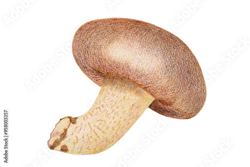 しいたけのイラスト