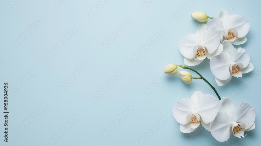 Aesthetic arrangement of white orchids on a light blue background showcasing delicate flowers and budding blooms in natural light Aesthetic arrangement of white orchids on a light blue background showcasing delicate flowers and budding blooms in natural light