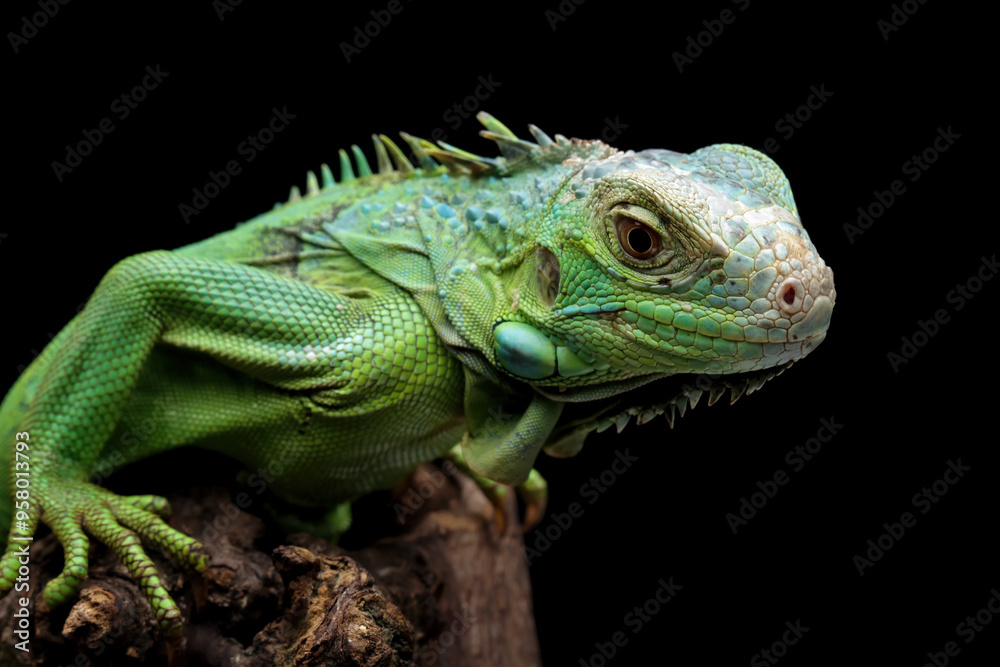 Green iguana on a branch isolated on black background Green iguana on a branch isolated on black background