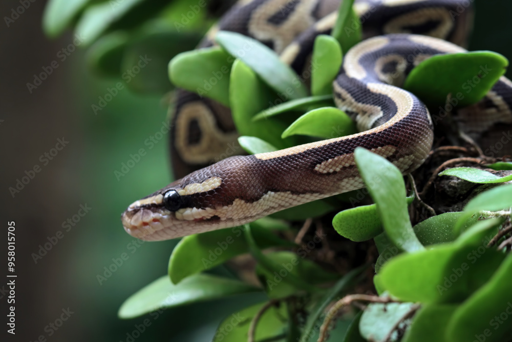 Ball python snake close up on tree, python regius Ball python snake close up on tree, python regius
