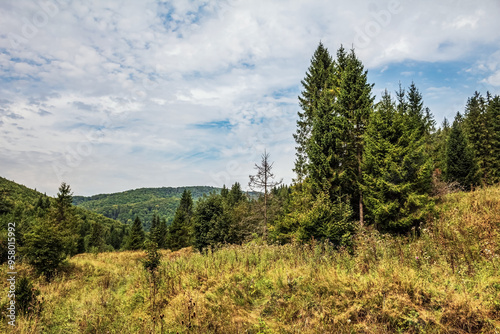 Landscapes - Macro  - Forest - Europe, Romania, Suceava region