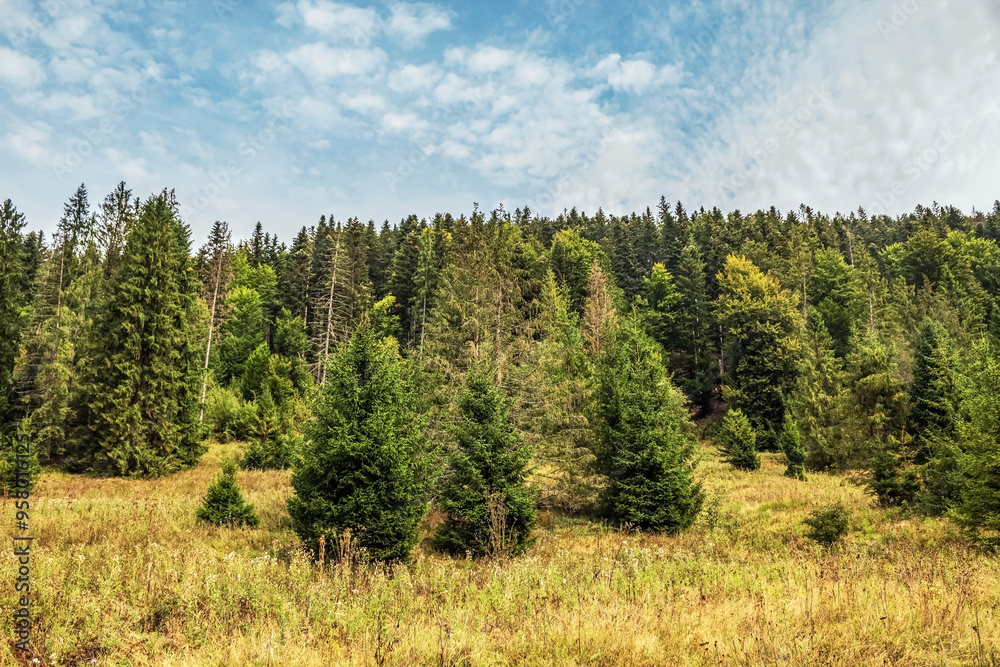 Landscapes - Macro - Forest - Europe, Romania, Suceava region Landscapes - Macro - Forest - Europe, Romania, Suceava region