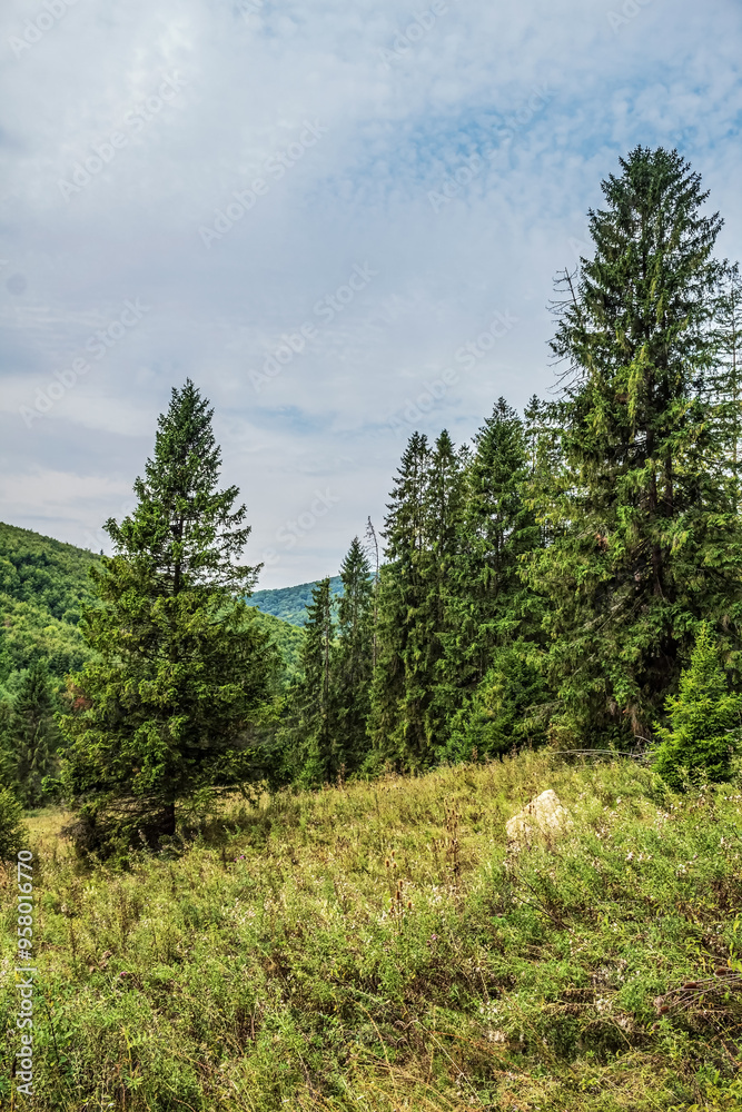 Landscapes - Macro - Forest - Europe, Romania, Suceava region Landscapes - Macro - Forest - Europe, Romania, Suceava region
