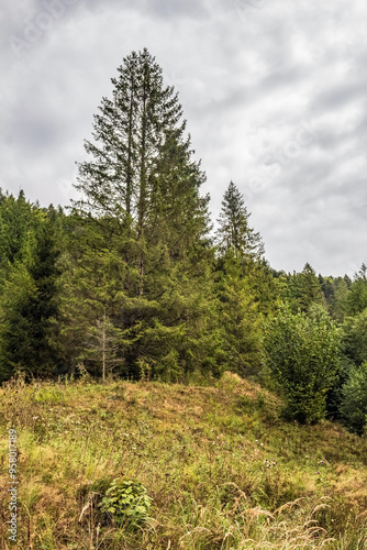 Landscapes - Macro - Forest - Europe, Romania, Suceava region