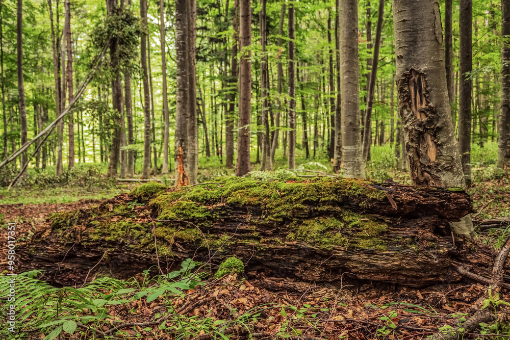 Landscapes - Macro - Forest - Europe, Romania, Suceava region Landscapes - Macro - Forest - Europe, Romania, Suceava region
