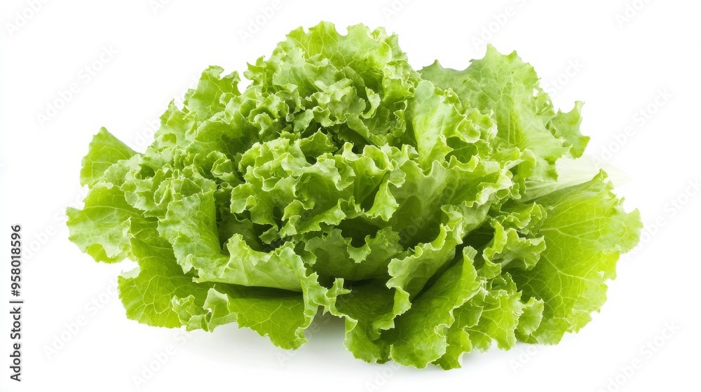 Isolated lettuce on white. Isolated lettuce on white.