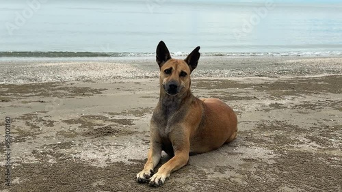 A dog lies on the sand and looks away, looking bored, with the sea in the background.