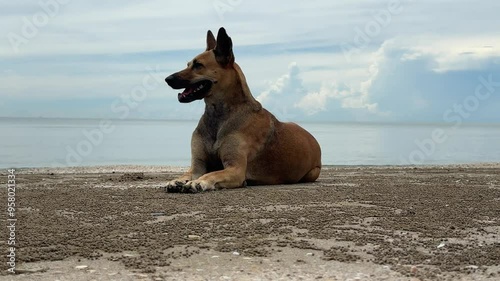 A brown dog with pricked ears lying on the sand looks cute.