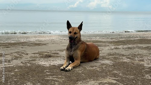 A brown dog is lying on the sandy beach in the rainy season, feeling relaxed.