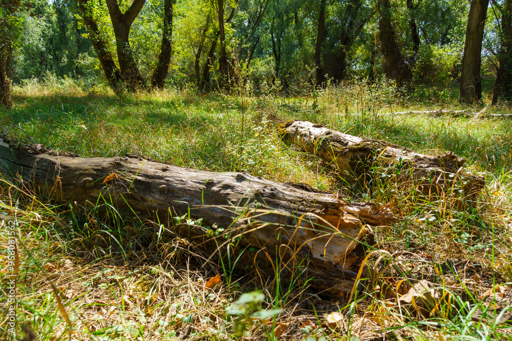 beautiful summer landscape, old fallen trees in a glade of green grass in the forest beautiful summer landscape, old fallen trees in a glade of green grass in the forest