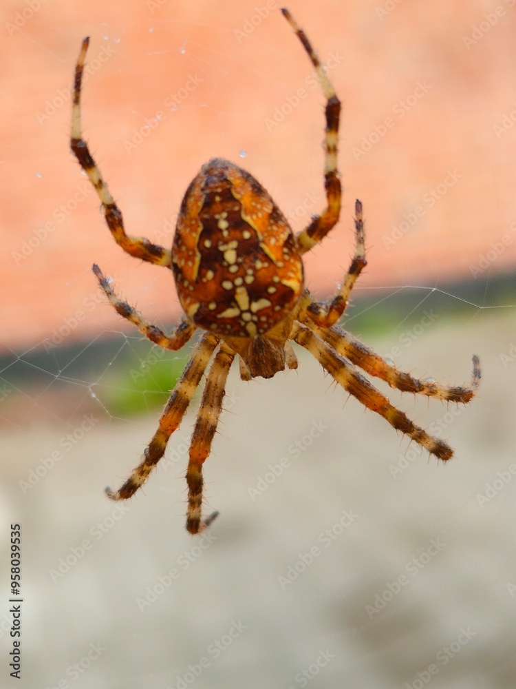 spider on a web spider on a web