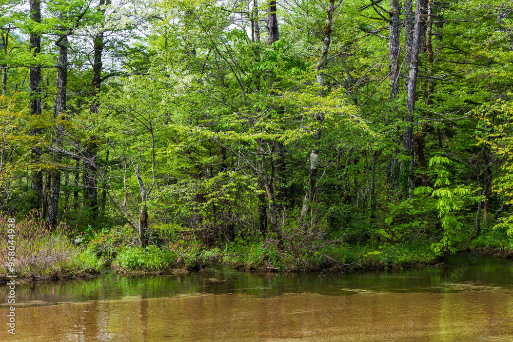 日本の風景・初夏　長野　新緑の上高地　田代湿原・田代池