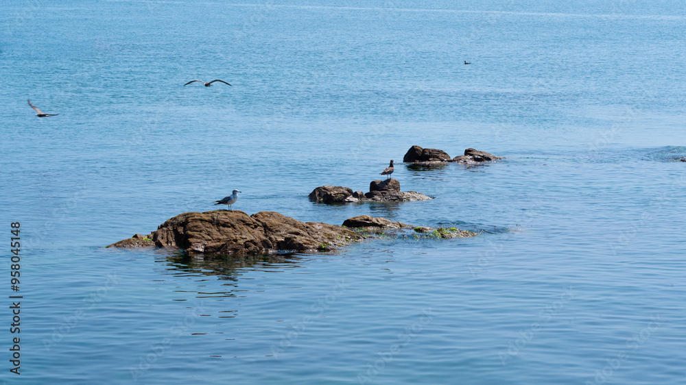 seagulls flights and sits on the rock in sea seagulls flights and sits on the rock in sea