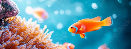  A tight shot of a fish among corals, with an anemone in the foreground and another in the background