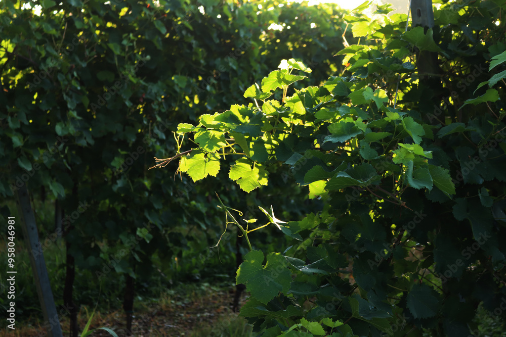 Fototapeta premium Pinot Gris vineyard against sunlight on late summer