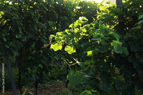 Pinot Gris vineyard against sunlight on late summer