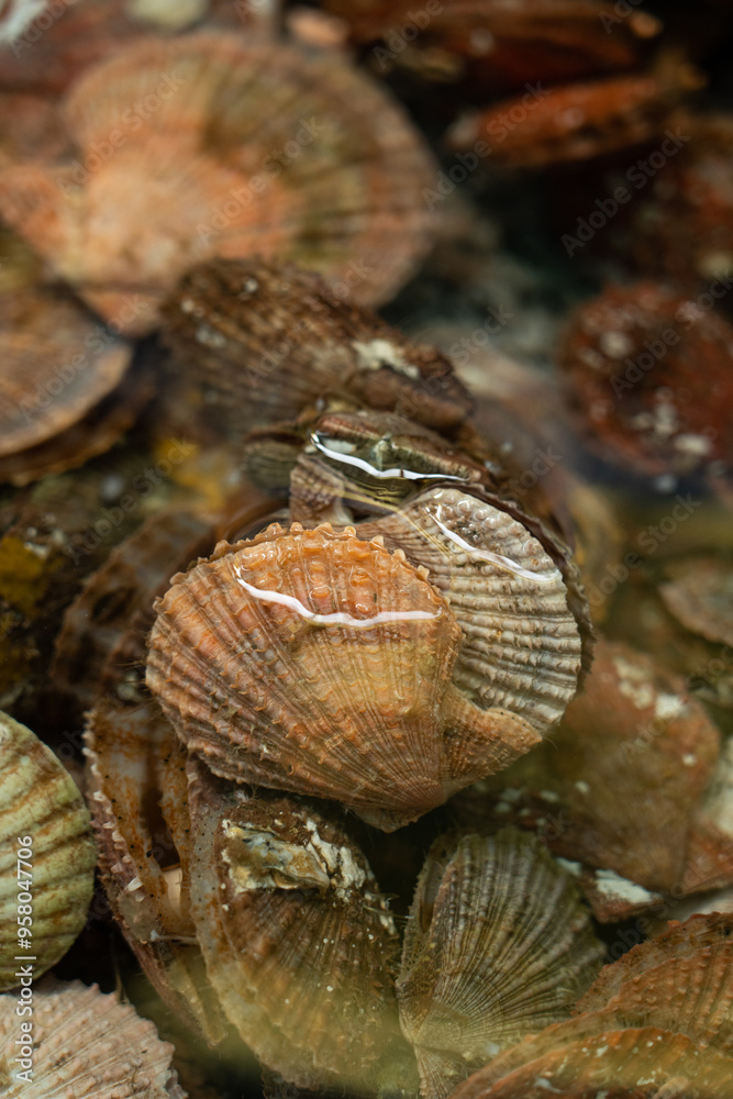 Fototapeta premium Fresh red scallops in shells in water