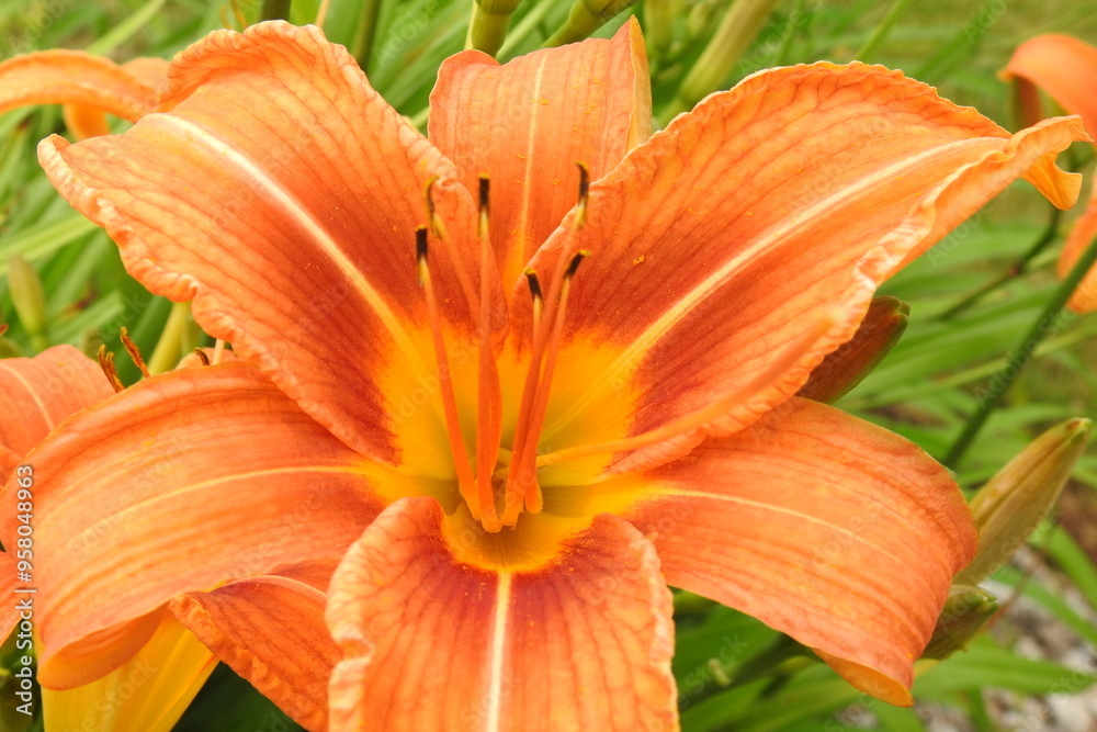orange tiger lily orange tiger lily