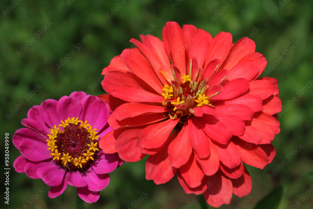 Orange and Pink Zinnia plant in bloom in the flowerbed on summer Orange and Pink Zinnia plant in bloom in the flowerbed on summer
