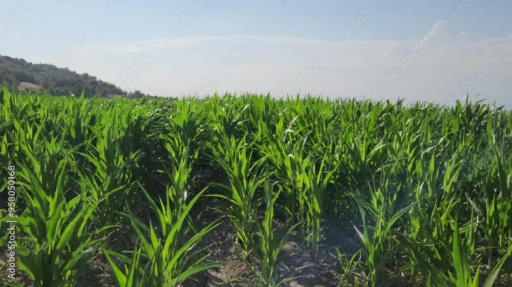 Field of corn planted as a second crop to make silage Field of corn planted as a second crop to make silage