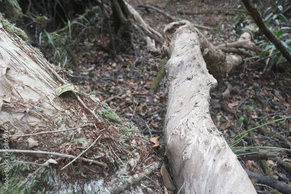 driftwood pieces. dead wood. has a very beautiful texture. animal nests to make homes in dead trunks. outdoor background. Isolated. Pieces.