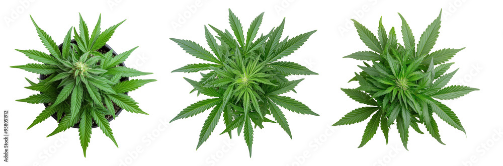 Three plants with green leaves and stems on a transparent background. Three plants with green leaves and stems on a transparent background.