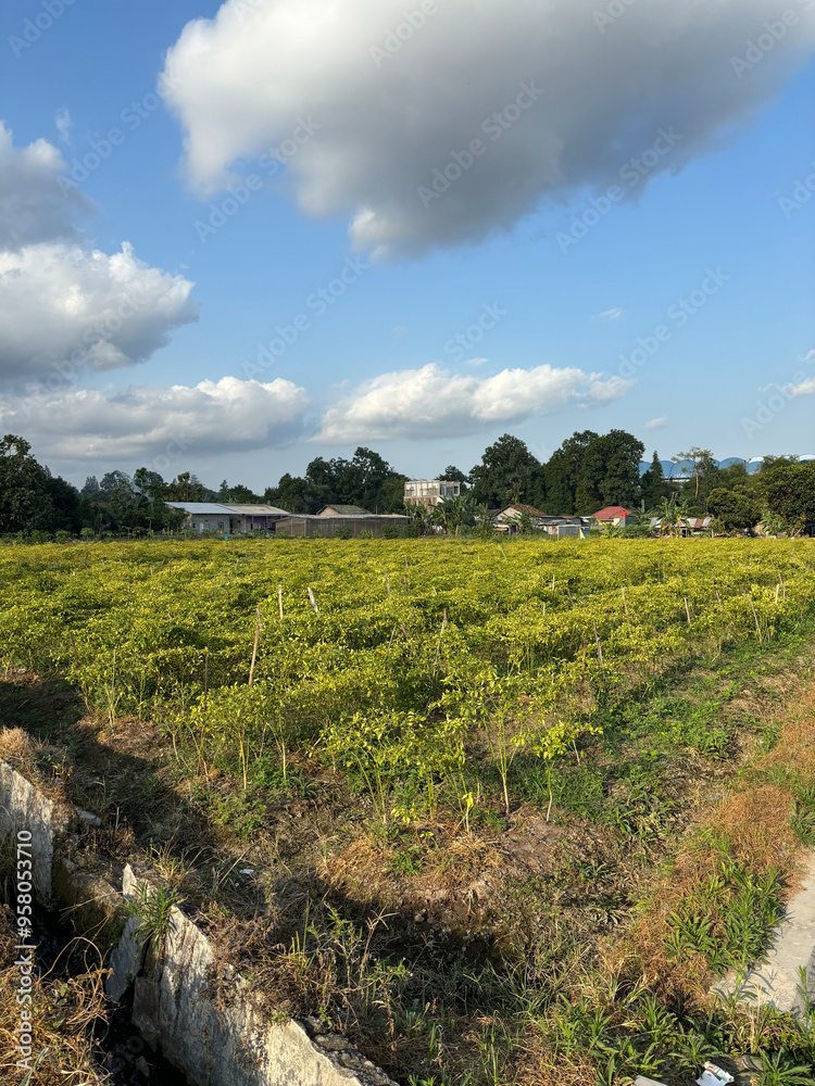 Obraz premium green agricultural field under a clear blue sky. The field is divided into rows of crops, likely planted in a systematic pattern. 