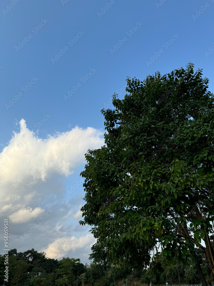 Obraz premium a tree with bare branches against a blue sky. The branches are twisted and intertwined, creating a complex pattern