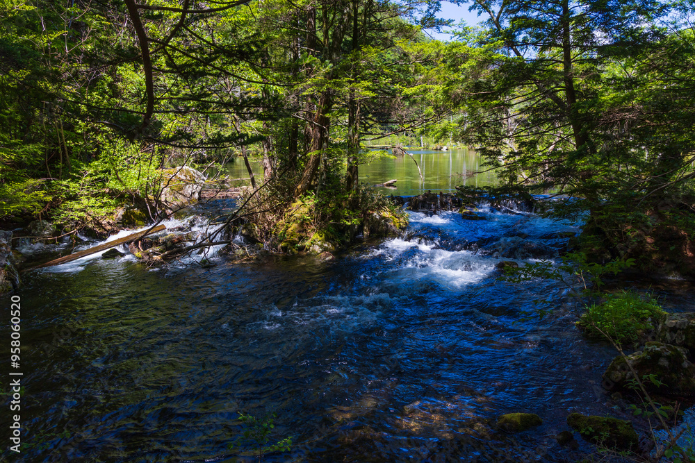 Obraz premium 日本の風景・初夏 長野 新緑の上高地 明神池