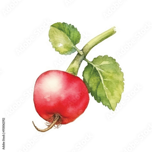 watercolor of radish isolated white background