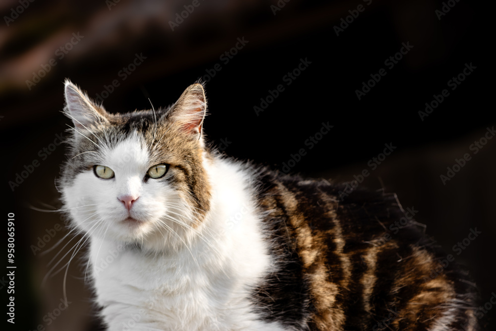 Naklejka premium Portrait d'un chat