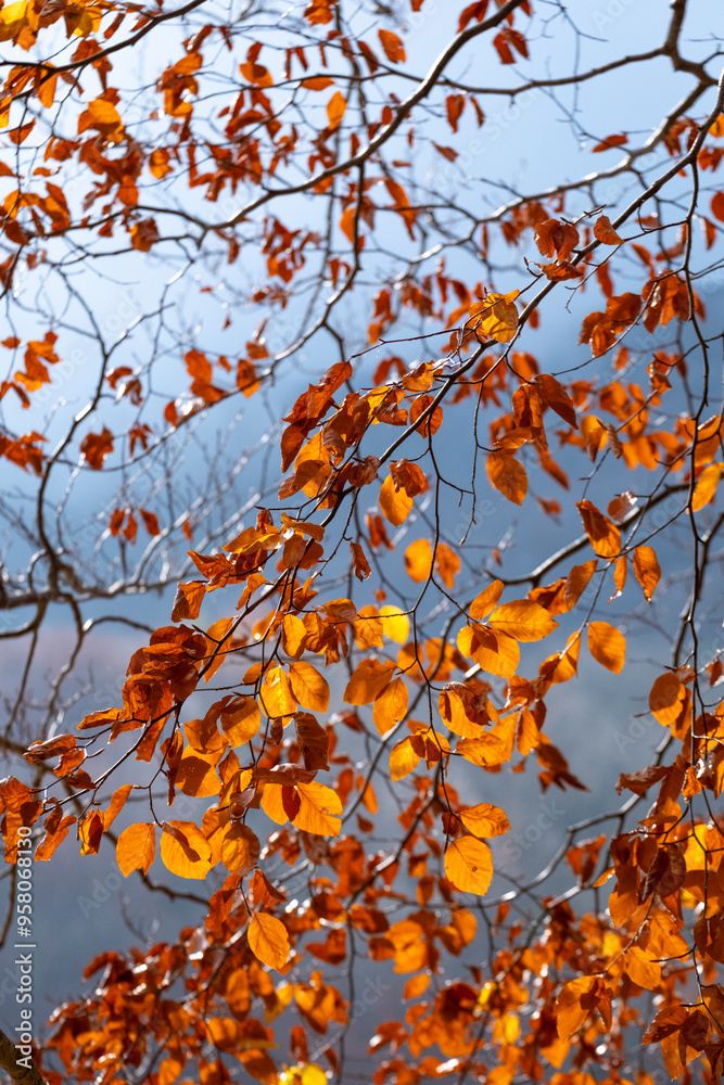 view of bright orange and red autumn leaves on tree branches, set against a soft-focused background. The image captures the vibrant colors and delicate structures of the foliage in Montseny Spain view of bright orange and red autumn leaves on tree branches, set against a soft-focused background. The image captures the vibrant colors and delicate structures of the foliage in Montseny Spain