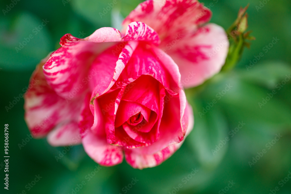 Beautiful rose flower in nature. Close-up Beautiful rose flower in nature. Close-up