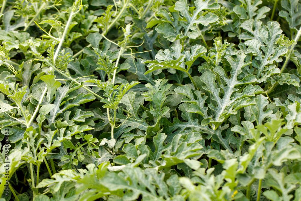 Watermelon plants in nature in early summer Watermelon plants in nature in early summer