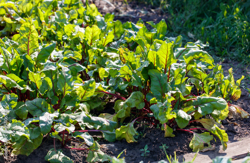 Beet plants in nature in early summer photo