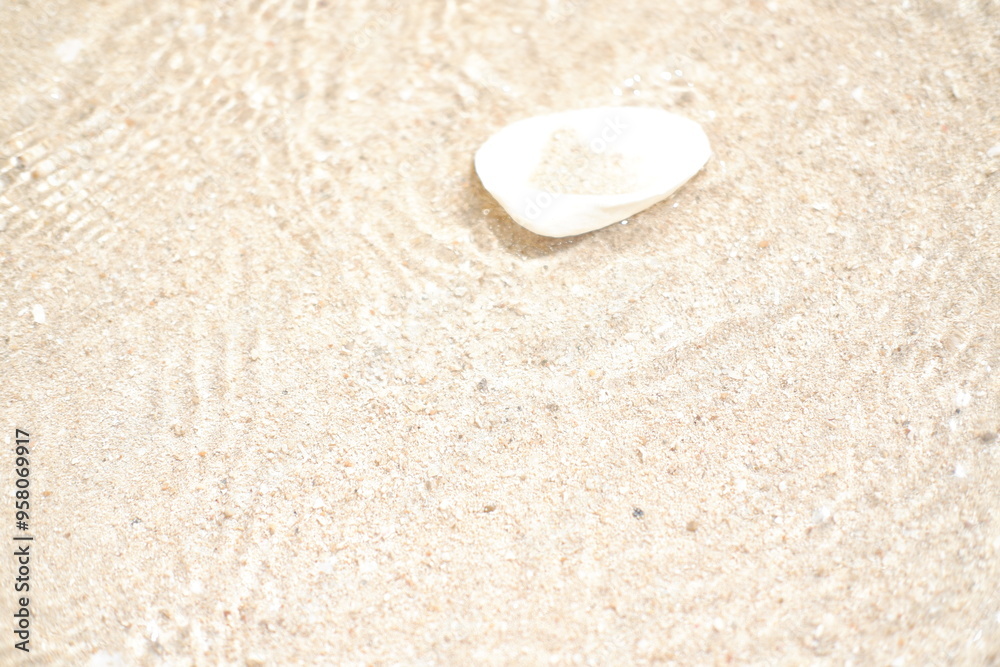 Obraz premium Seashells on the beach. Selective focus.