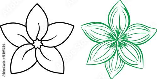 Flower Jasmine art isolated vector illustration